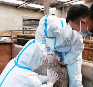 畜牧兽医专业师生送技下乡 筑牢临夏县养殖防疫安全线